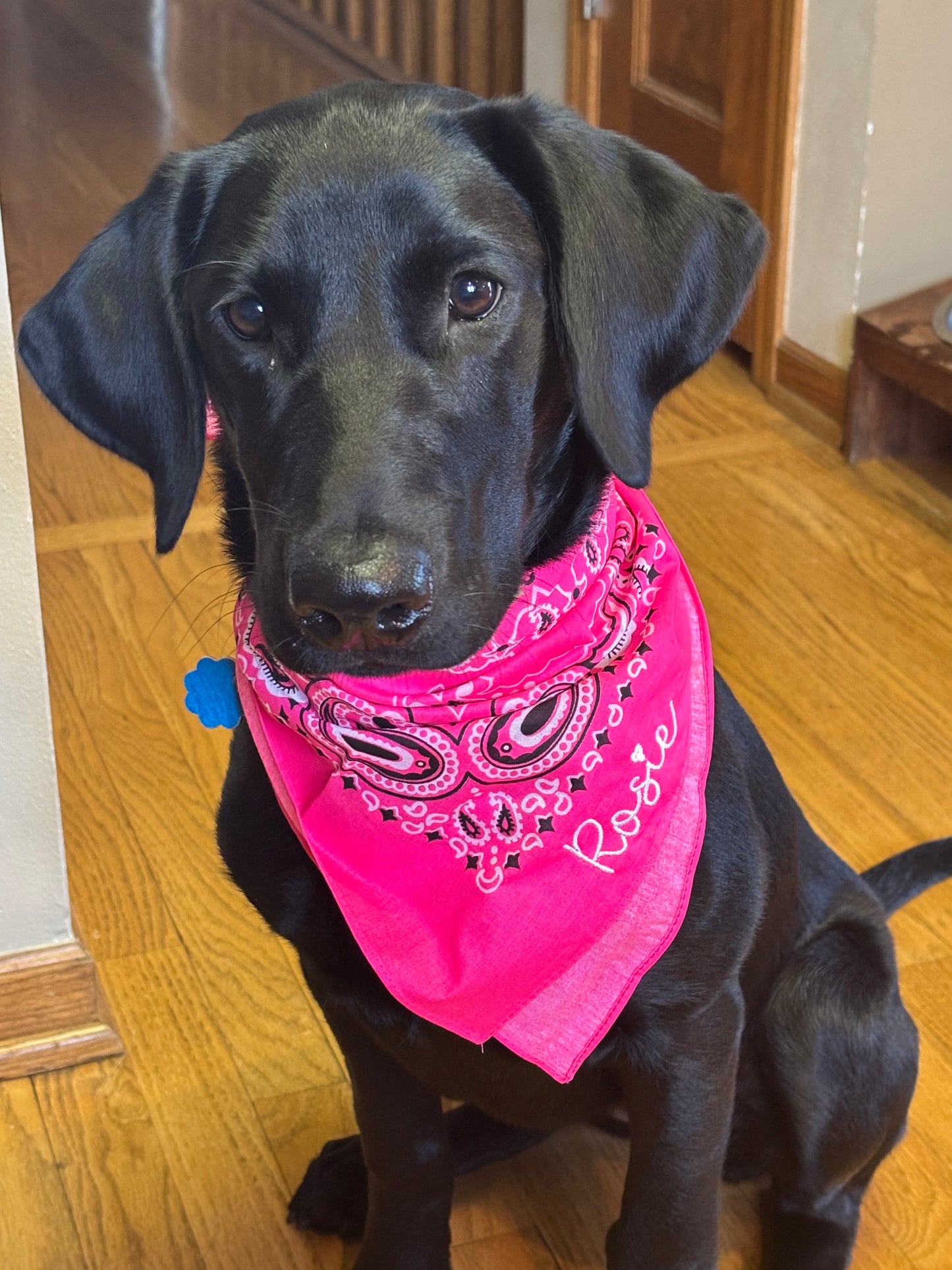 Personalized Dog Bandana